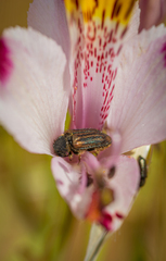 Coleoptera