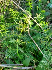 Carum carvi