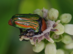 Leucocelis