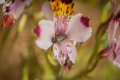 Coleoptera