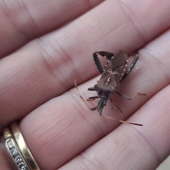 Leptoglossus corculus