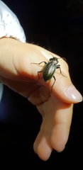 Carabus italicus