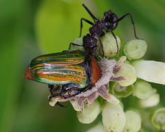 Leucocelis