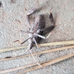 Leptoglossus corculus