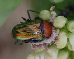 Leucocelis