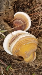 Ganoderma zonatum