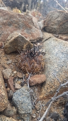 Copiapoa echinoides