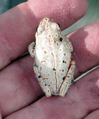 Hyperolius parallelus