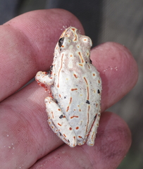 Hyperolius parallelus