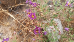 Solanum remyanum
