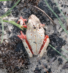 Hyperolius parallelus