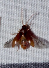 Isomira
