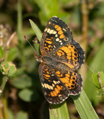 Phyciodes phaon phaon