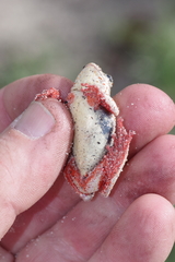 Hyperolius parallelus