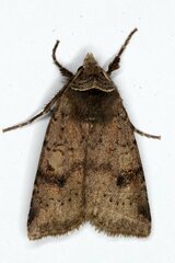 Cerastis faceta