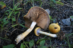 Cortinarius delibutus