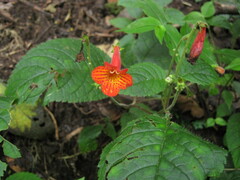 Achimenes pedunculata
