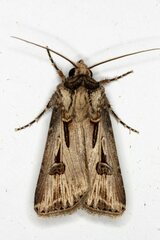 Agrotis spinifera