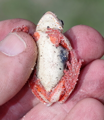 Hyperolius parallelus