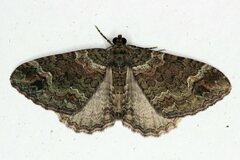 Catarhoe basochesiata