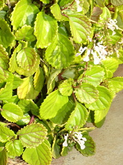Plectranthus verticillatus