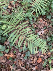 Pelazoneuron kunthii