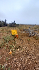 Oenothera coquimbensis