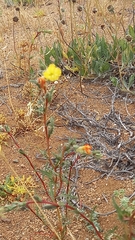 Oenothera coquimbensis