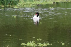 Cygnus melancoryphus