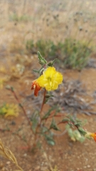 Oenothera coquimbensis