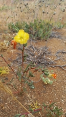 Oenothera coquimbensis