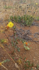 Oenothera coquimbensis