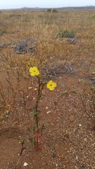 Oenothera coquimbensis
