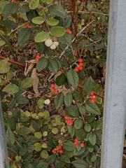 Cotoneaster bullatus