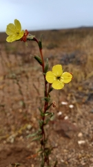 Oenothera coquimbensis