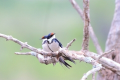 Hirundo albigularis