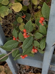 Cotoneaster bullatus