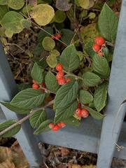 Cotoneaster bullatus