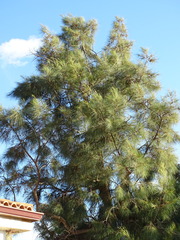 Casuarina cunninghamiana