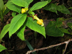 Burmeistera parviflora image