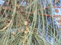 Casuarina cunninghamiana