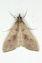 Mecyna asinalis