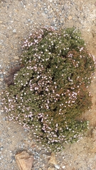 Frankenia chilensis