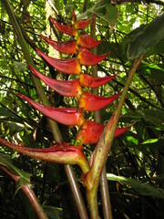 Heliconia lankesteri image