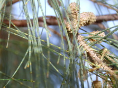 Casuarina cunninghamiana