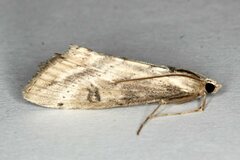 Evergestis isatidalis