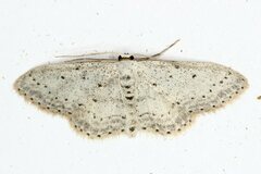 Idaea minuscularia