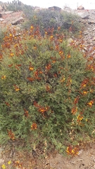 Erythrostemon angulatus