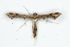 Lantanophaga pusillidactylus