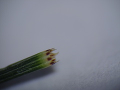 Casuarina cunninghamiana